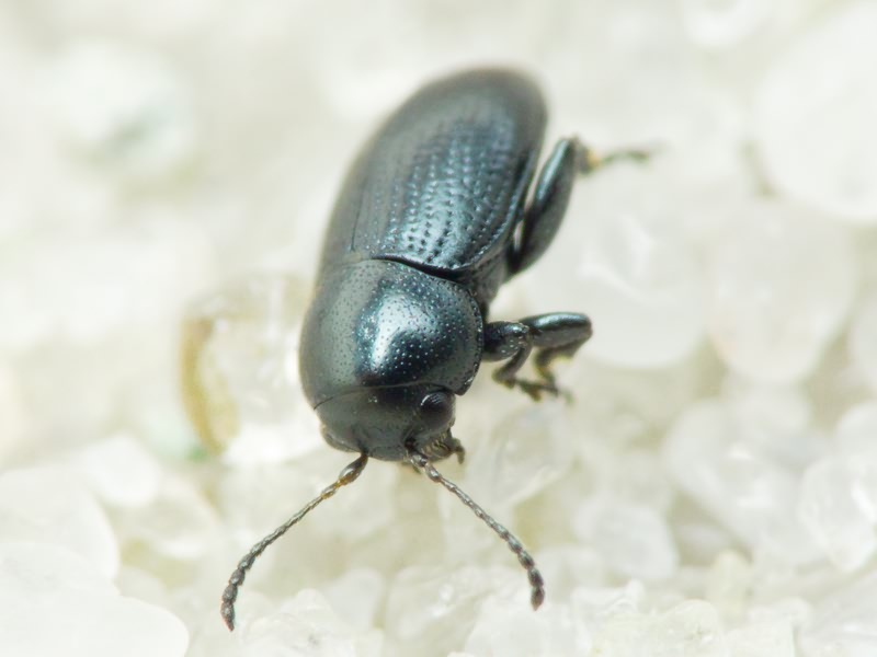 Chaetocnema compressa (Letzner, 1846)